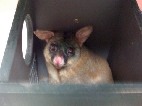 Adult Brushtail