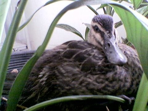 Adult Duck