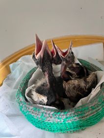 Baby Birds 1