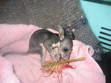 Baby Brushtail Possum 1
