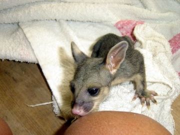 Baby Ringtail 1