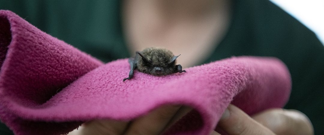 Bat Rescue 1