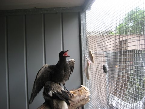 Bird in Cage