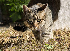 Cat Stalking