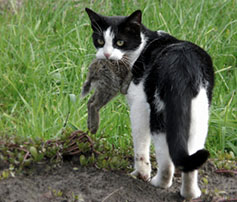 Cat With Rabbit