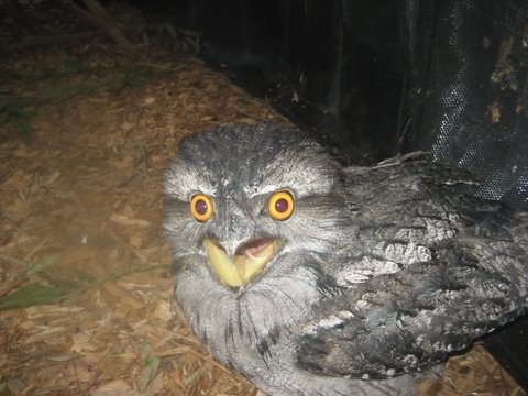 Frogmouth Owl
