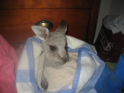 Grey Roo