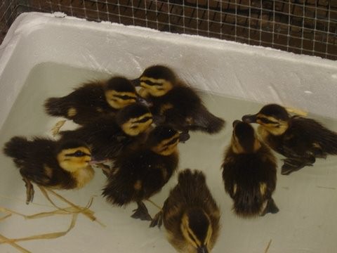 Group Of Ducklings