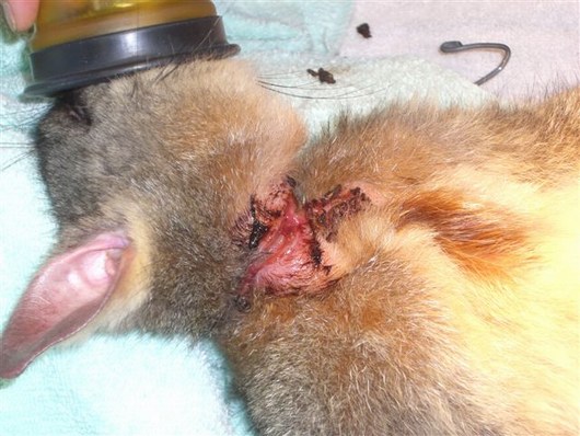 injured Possum 03