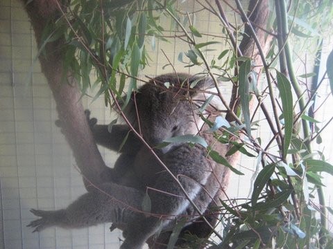 Kola in Tree