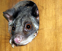Possum Peaking Out Of Hole